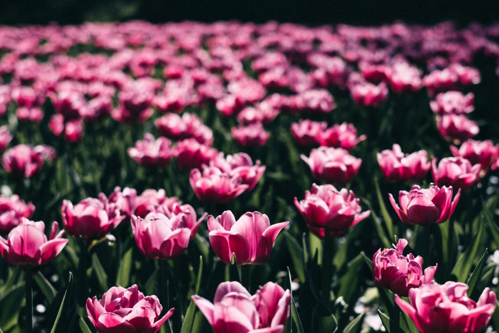 pink_tulips_3-1024x683.jpg