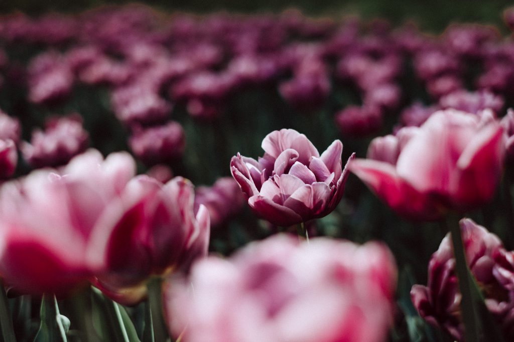 Pink tulips 4 - free stock photo