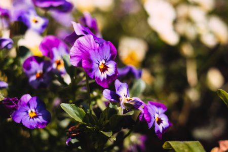 Purple pansies - free stock photo