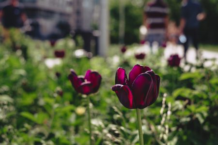 Purple tulips - free stock photo