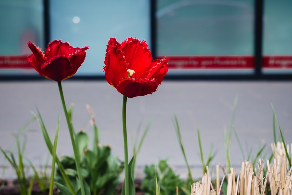 Red tulips 2 - free stock photo