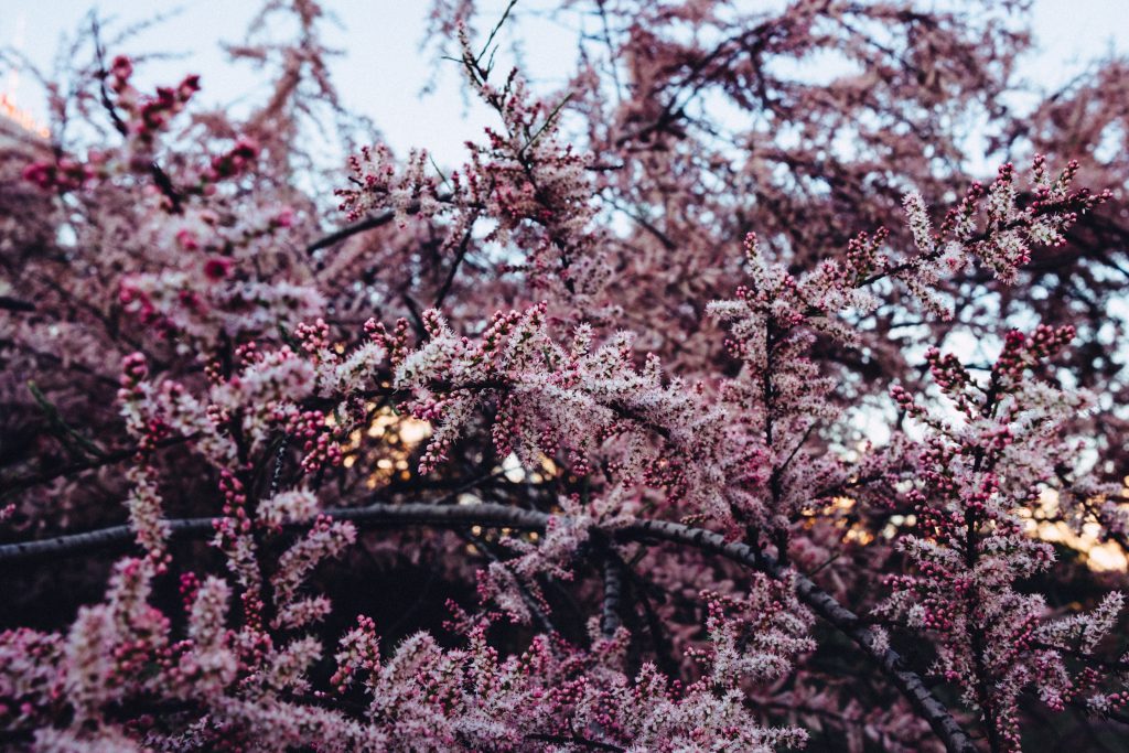 redbud_tree_blossom-1024x683.jpg