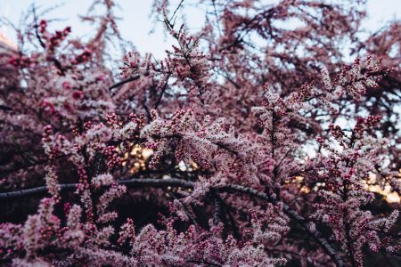 Redbud tree blossom - free stock photo