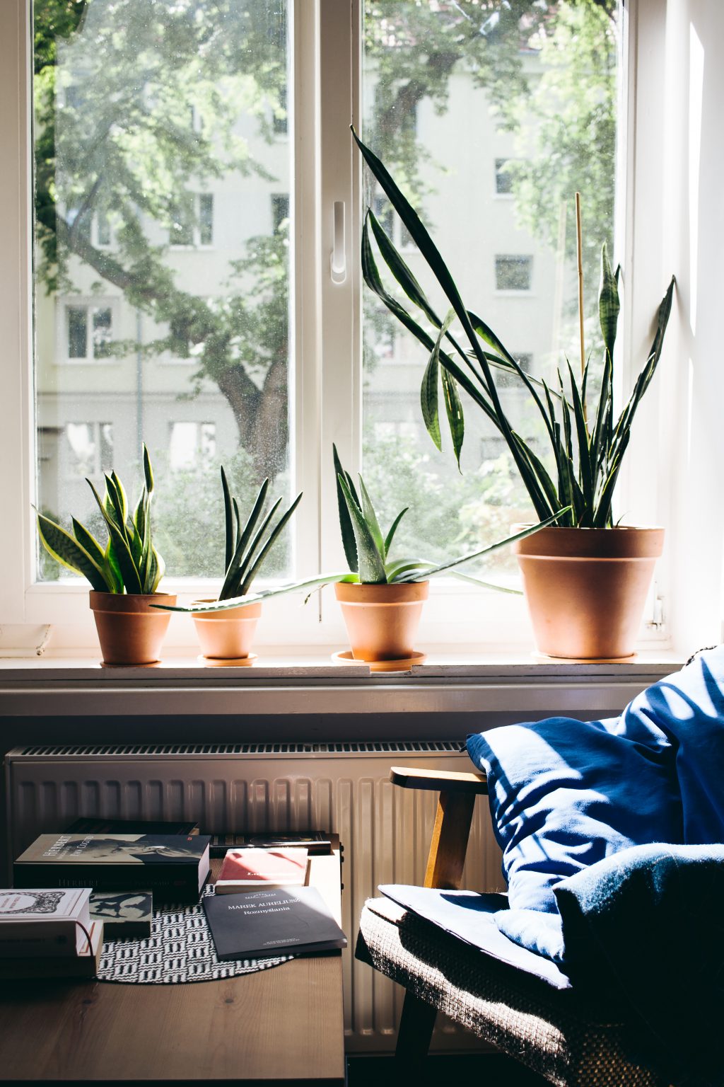 Succulent plants on a window sill - free stock photo