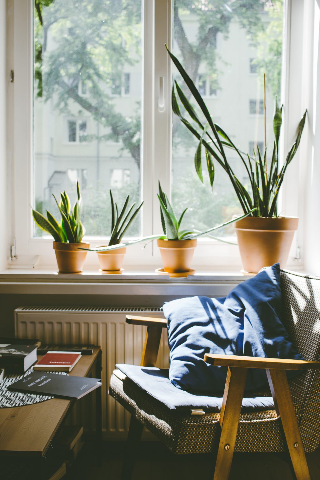 Succulent plants on a window sill 2 - free stock photo