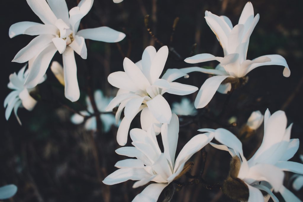 White magnolia flowers - free stock photo