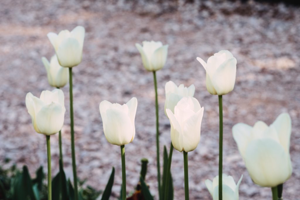 White tulips - free stock photo