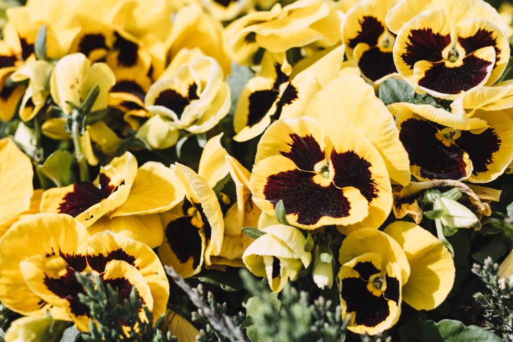 Yellow pansies - free stock photo