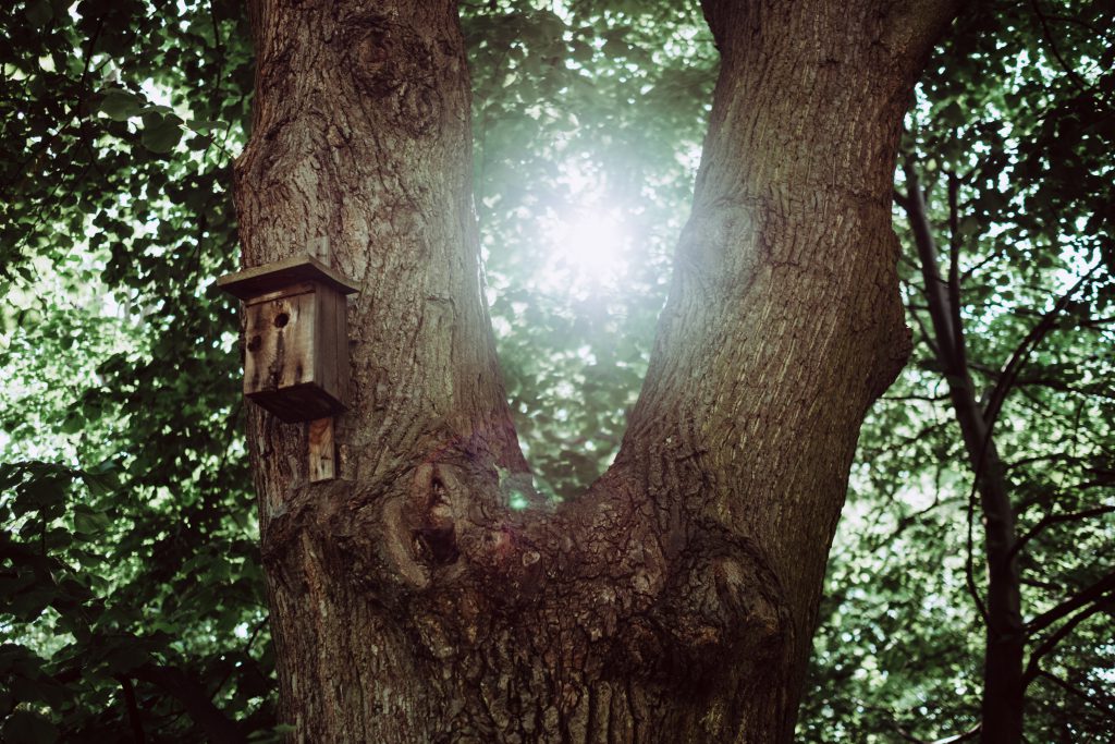 Bird house on a tree - free stock photo