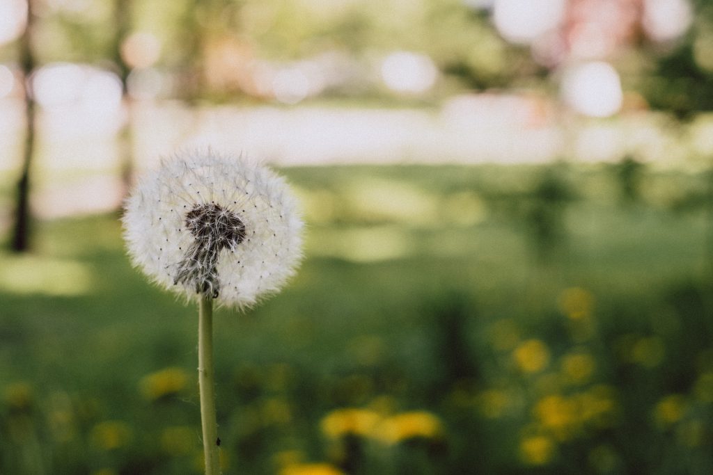 Dandelion 2 - free stock photo