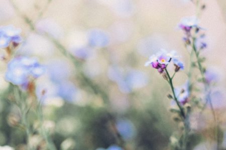 Forget-me-nots 6 - free stock photo