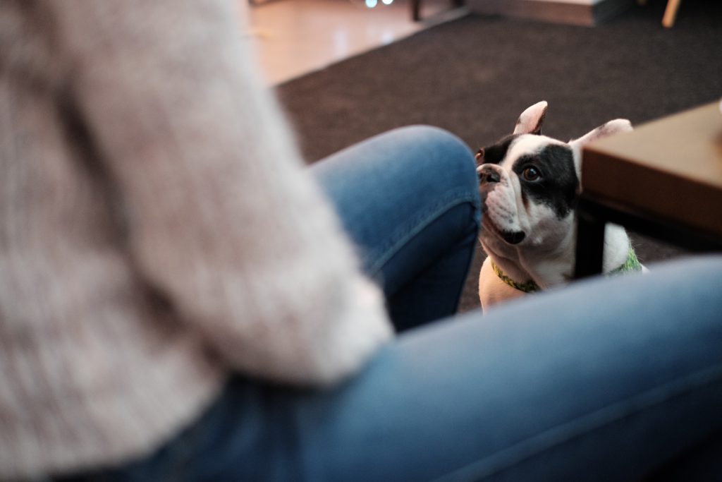 French Bulldog looking at his owner - free stock photo