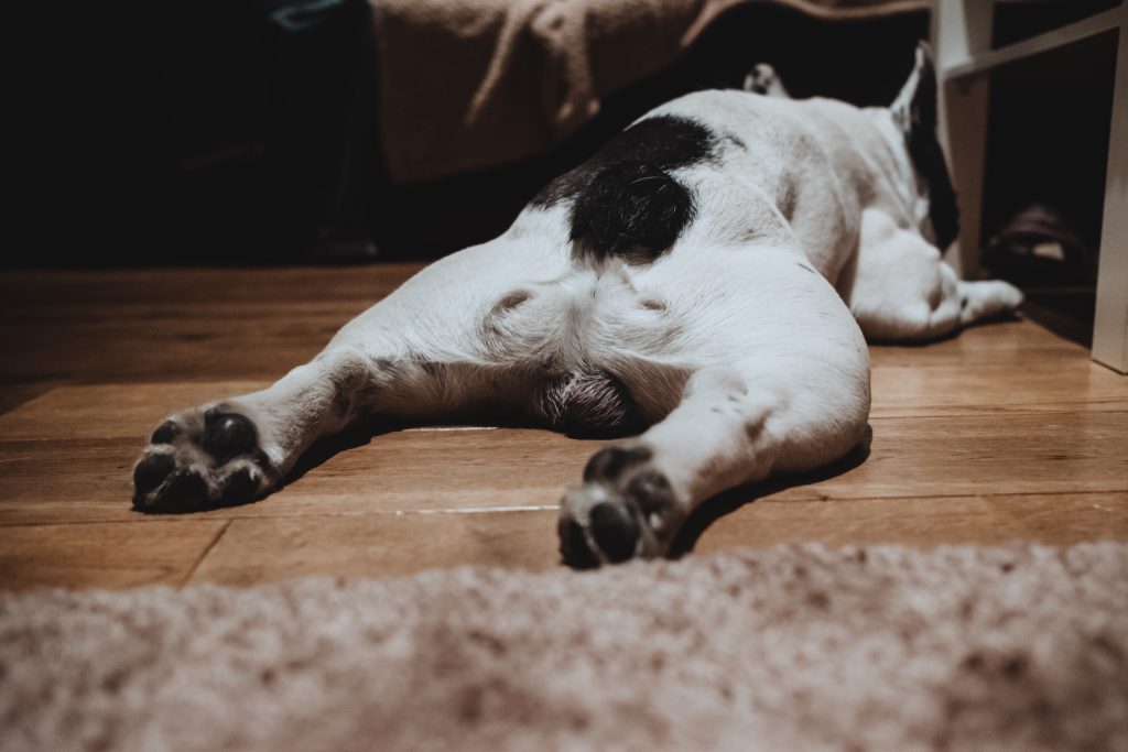 French Bulldog lying on the floor - free stock photo