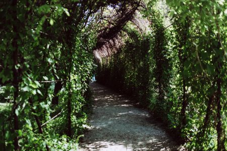 Green ivy alley - free stock photo
