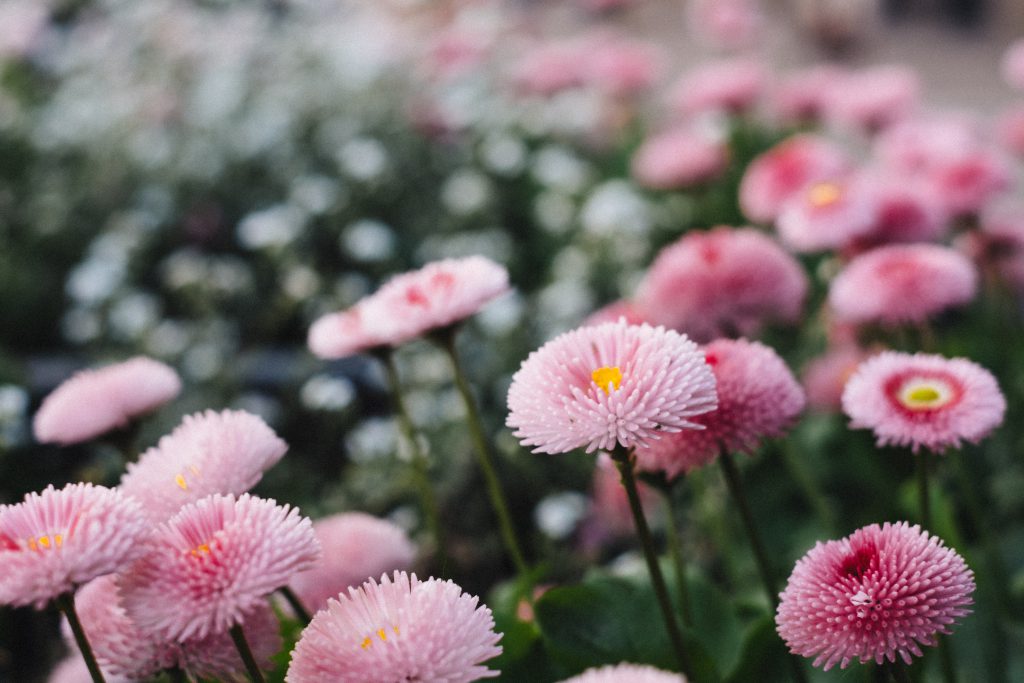 Pink daisies 2 - free stock photo