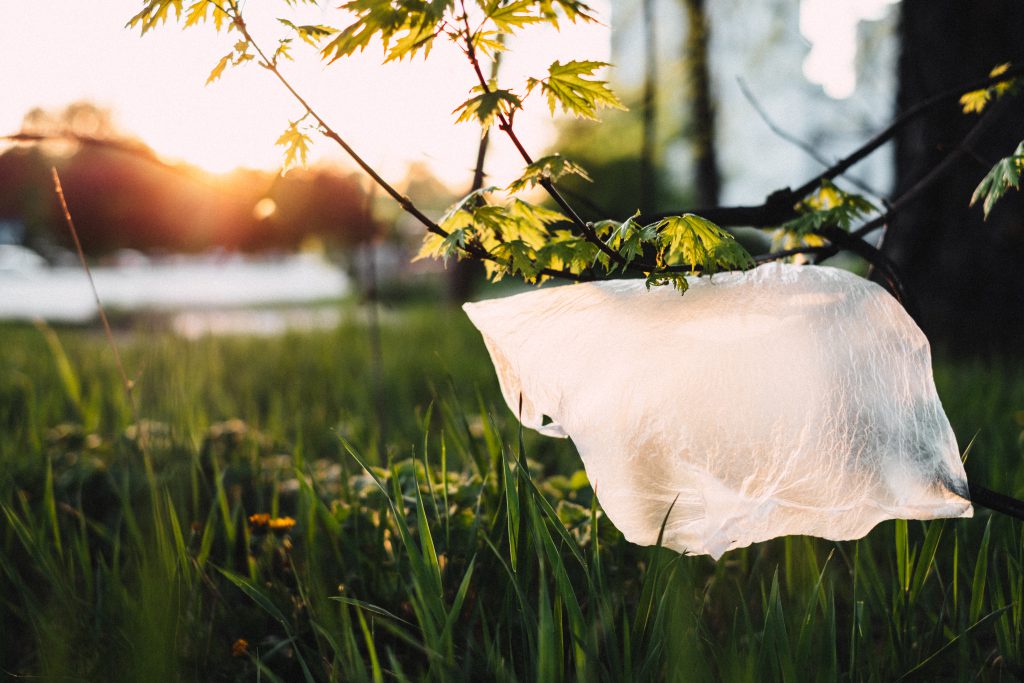 Plastic bag stuck on a tree - free stock photo