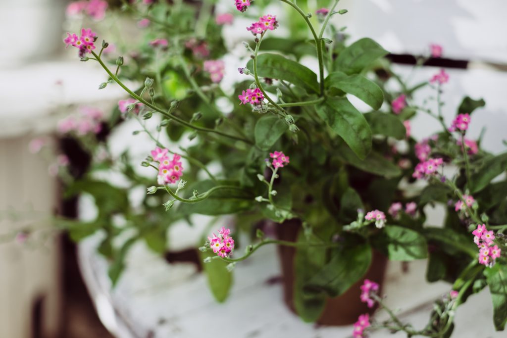 Potted pink flower - free stock photo