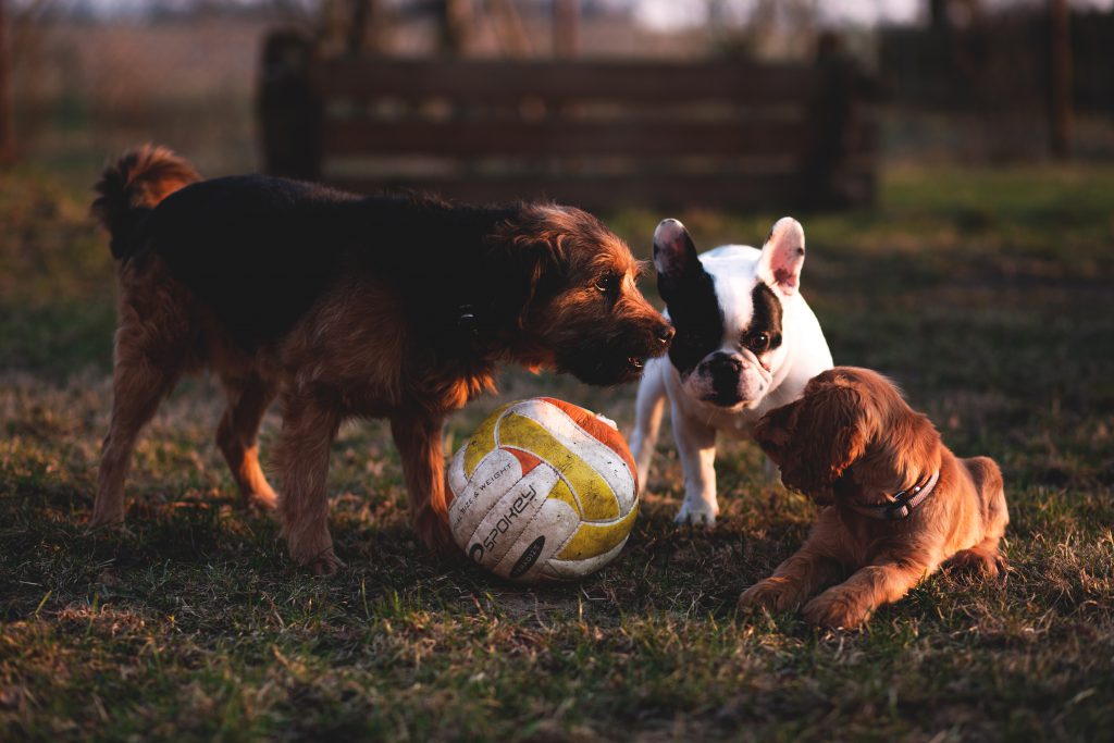 Three dogs with a ball - free stock photo