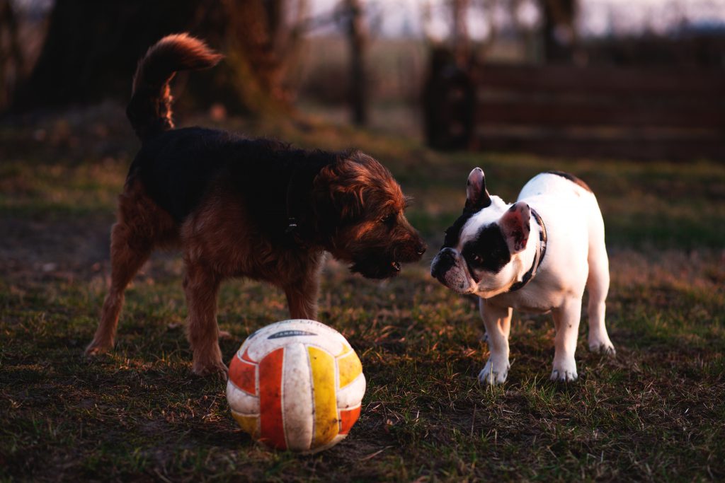 Two dogs with a ball - free stock photo