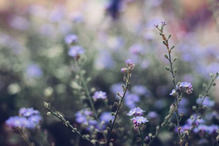 Forget-me-nots 7 - free stock photo