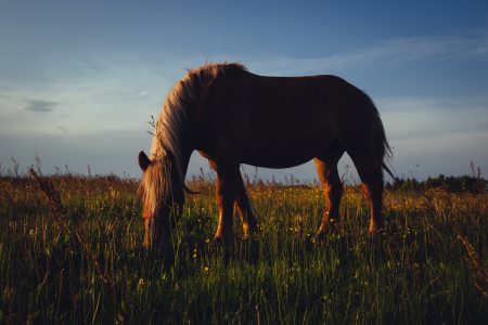 Horse in the meadow - free stock photo