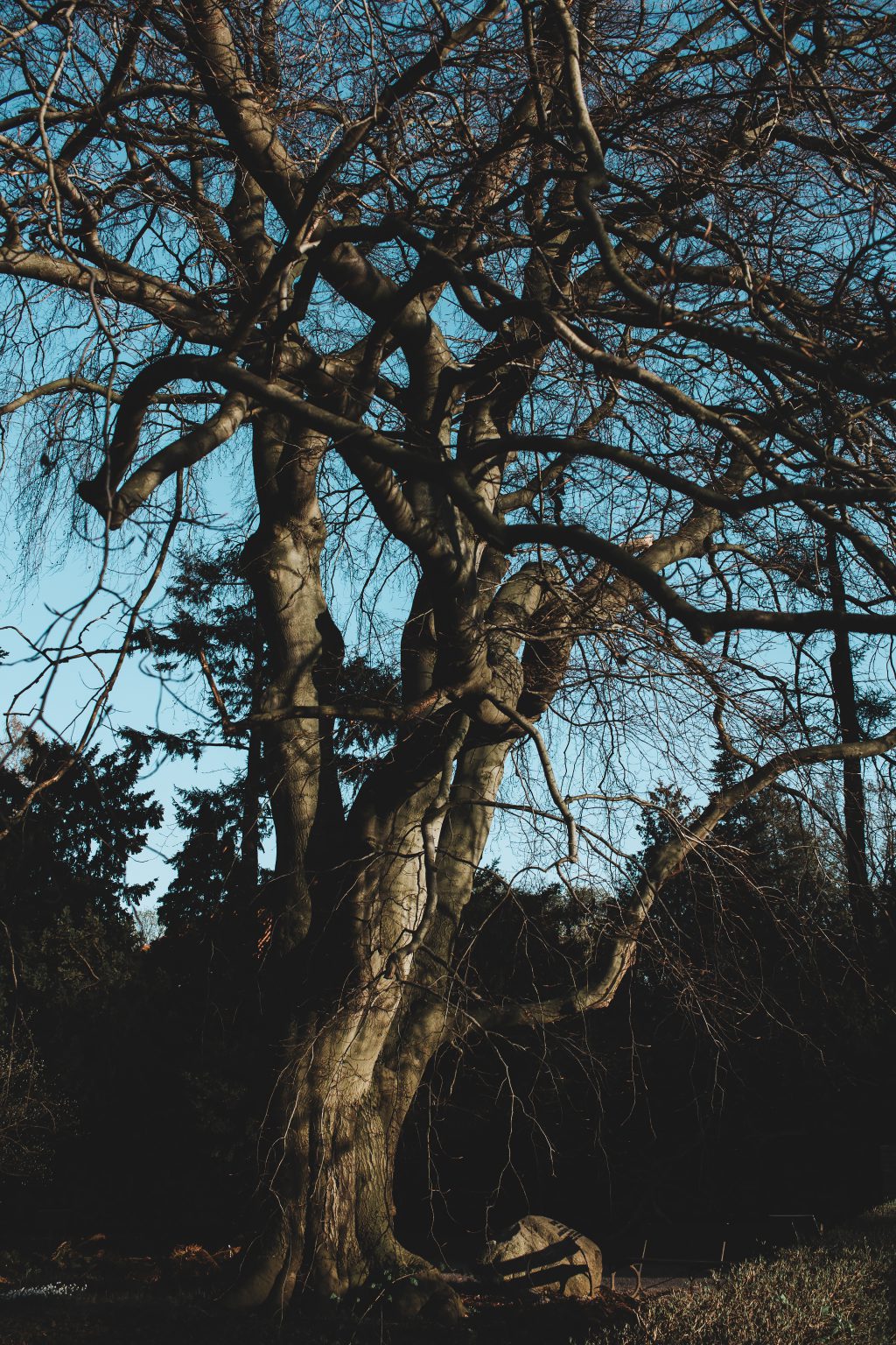 Old leafless tree - free stock photo