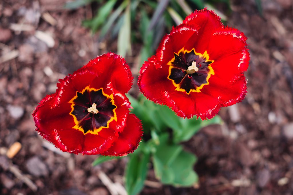 Open red tulips - free stock photo