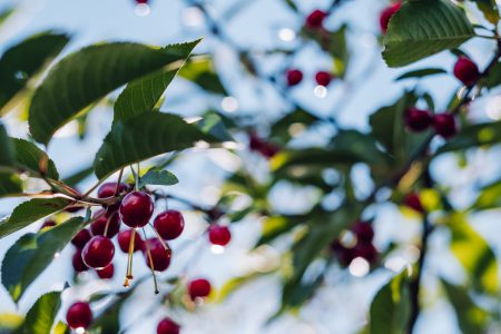 Red cherries on the tree - free stock photo