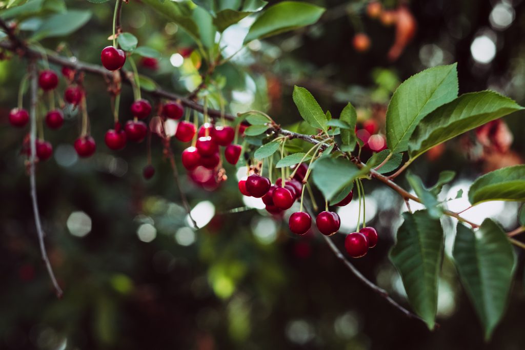 Red cherries on the tree 2 - free stock photo