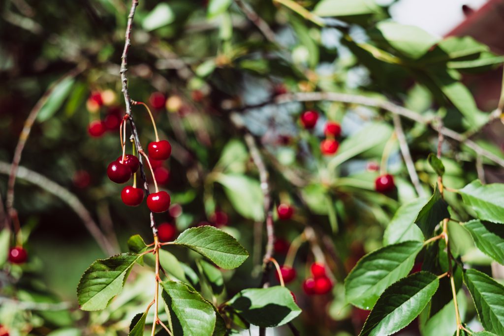 Red cherries on the tree 3 - free stock photo