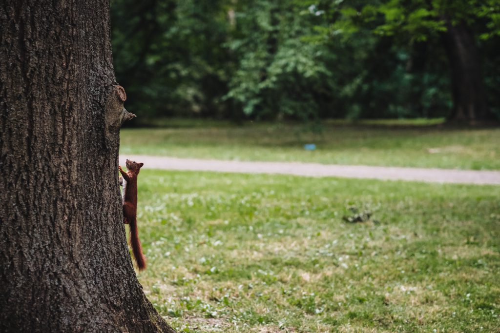 Squirrel on a tree - free stock photo