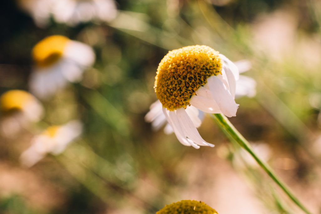 https://freestocks.org/fs/wp-content/uploads/2018/08/camomile_closeup-1024x683.jpg