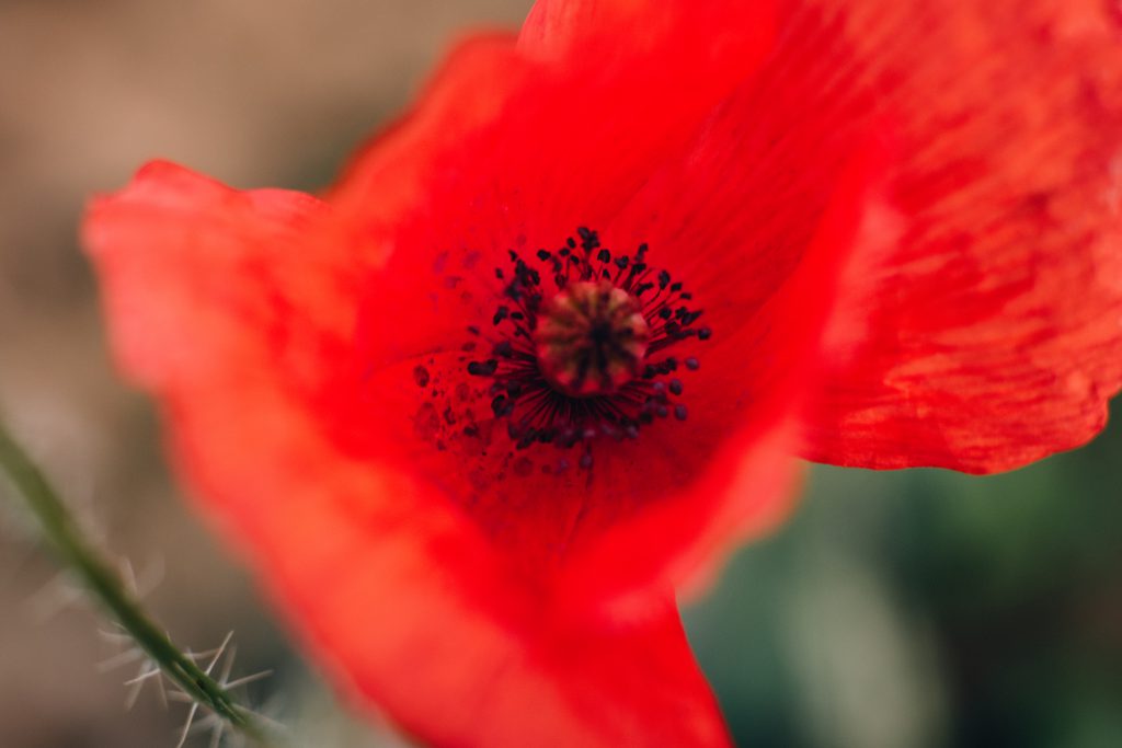 poppy flower closeup