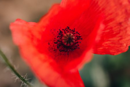 Poppy flower closeup - free stock photo