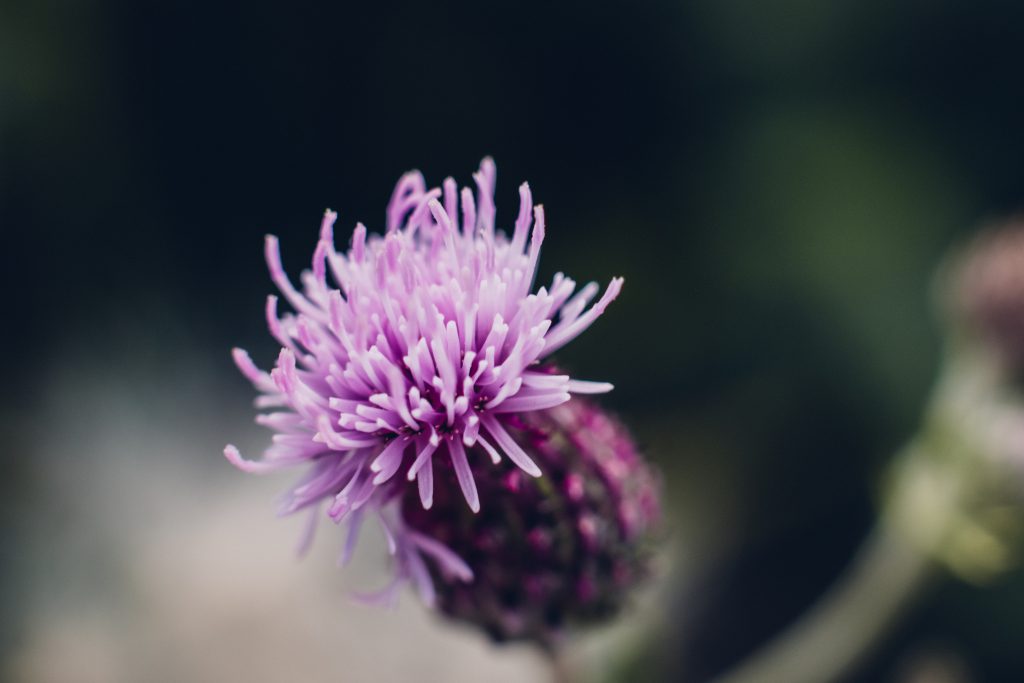 Purple thistle closeup - free stock photo