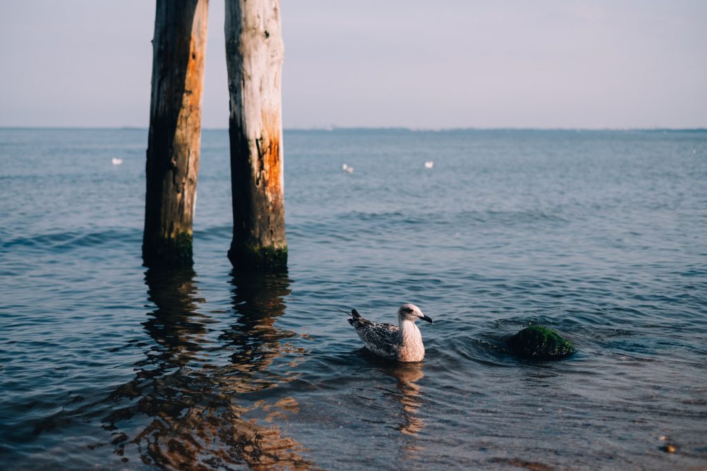 seagull_floating_on_the_sea-1024x683.jpg