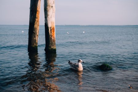 Seagull floating on the sea - free stock photo