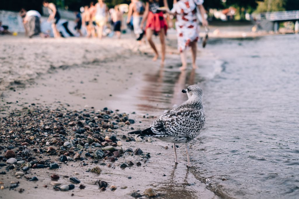 Visa Present Card - The Smart Credit Card Alternative