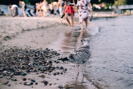 Seagull standing on the beach - free stock photo