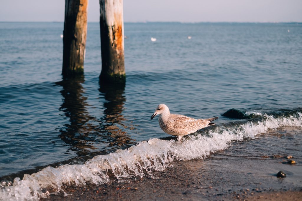 Seagull standing on the seashore - free stock photo