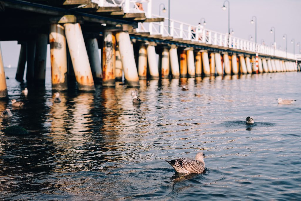 Seagulls floating near the pier - free stock photo