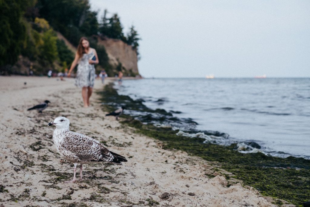 Seagull standing on the beach 2 - free stock photo