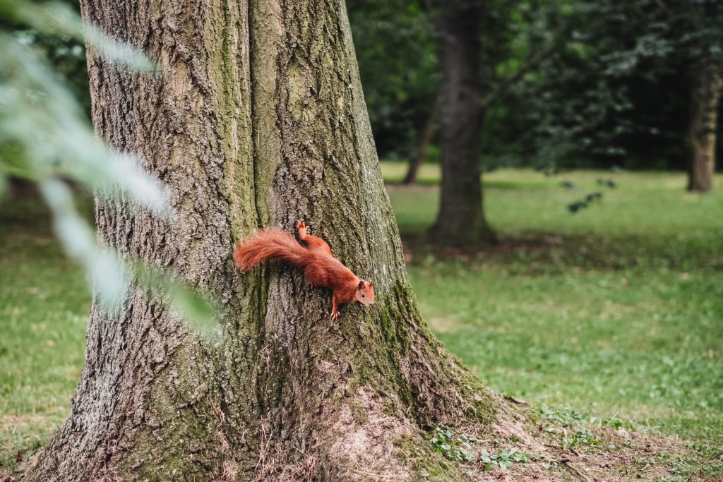 Squirrel on a tree 2 - free stock photo