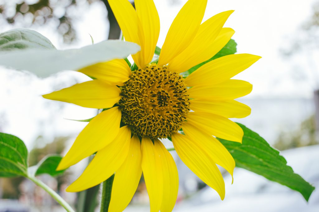 Sunflower 3 - free stock photo