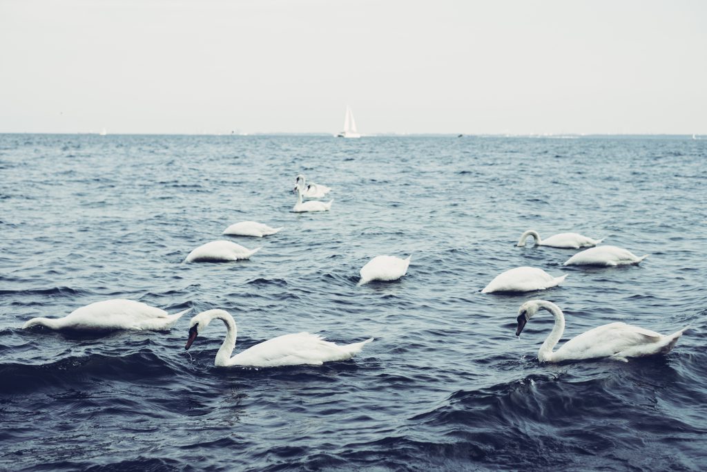 Swans floating on the sea - free stock photo
