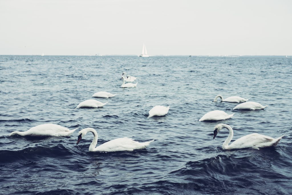 swans_floating_on_the_sea-1024x683.jpg