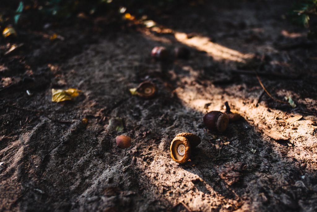 Acorns in the forest - free stock photo