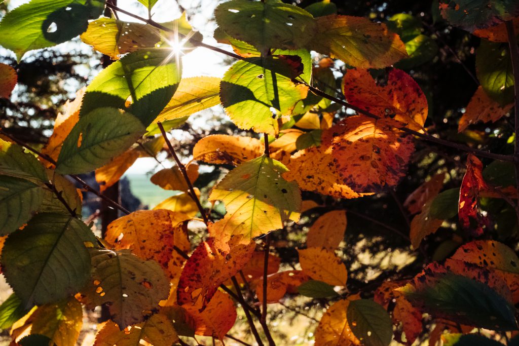 Autumn cherry tree leaves - freestocks.org - Free stock photo