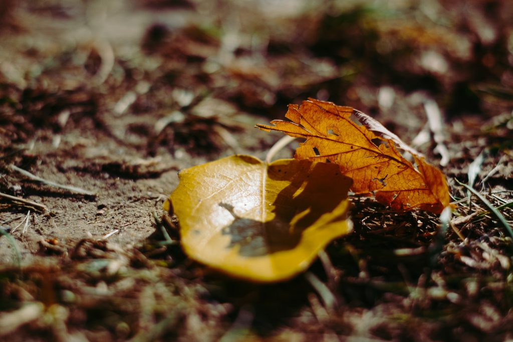 Autumn leaves 5 - free stock photo