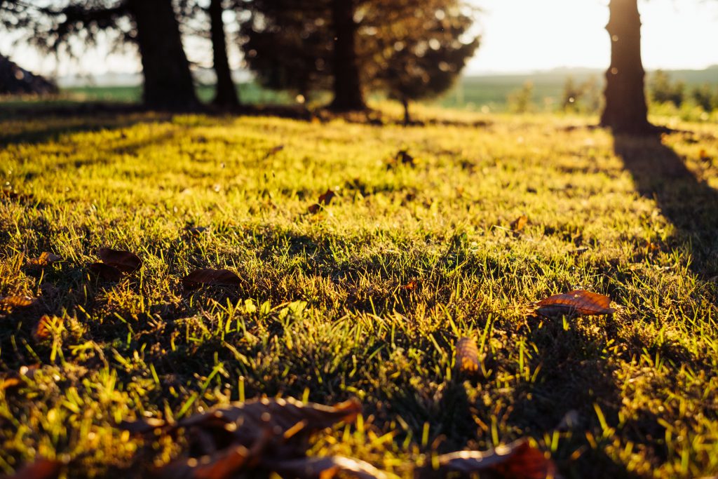 Autumn leaves in the grass - free stock photo